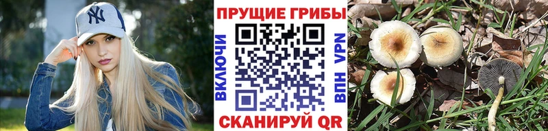 Галлюциногенные грибы Cubensis  Губкин 